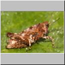 Tetrix undulata - Gemeine Dornschrecke 01 10mm.jpg